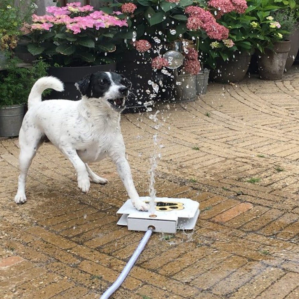 Cat and Dogs Step on Drinking Water Dispenser_8